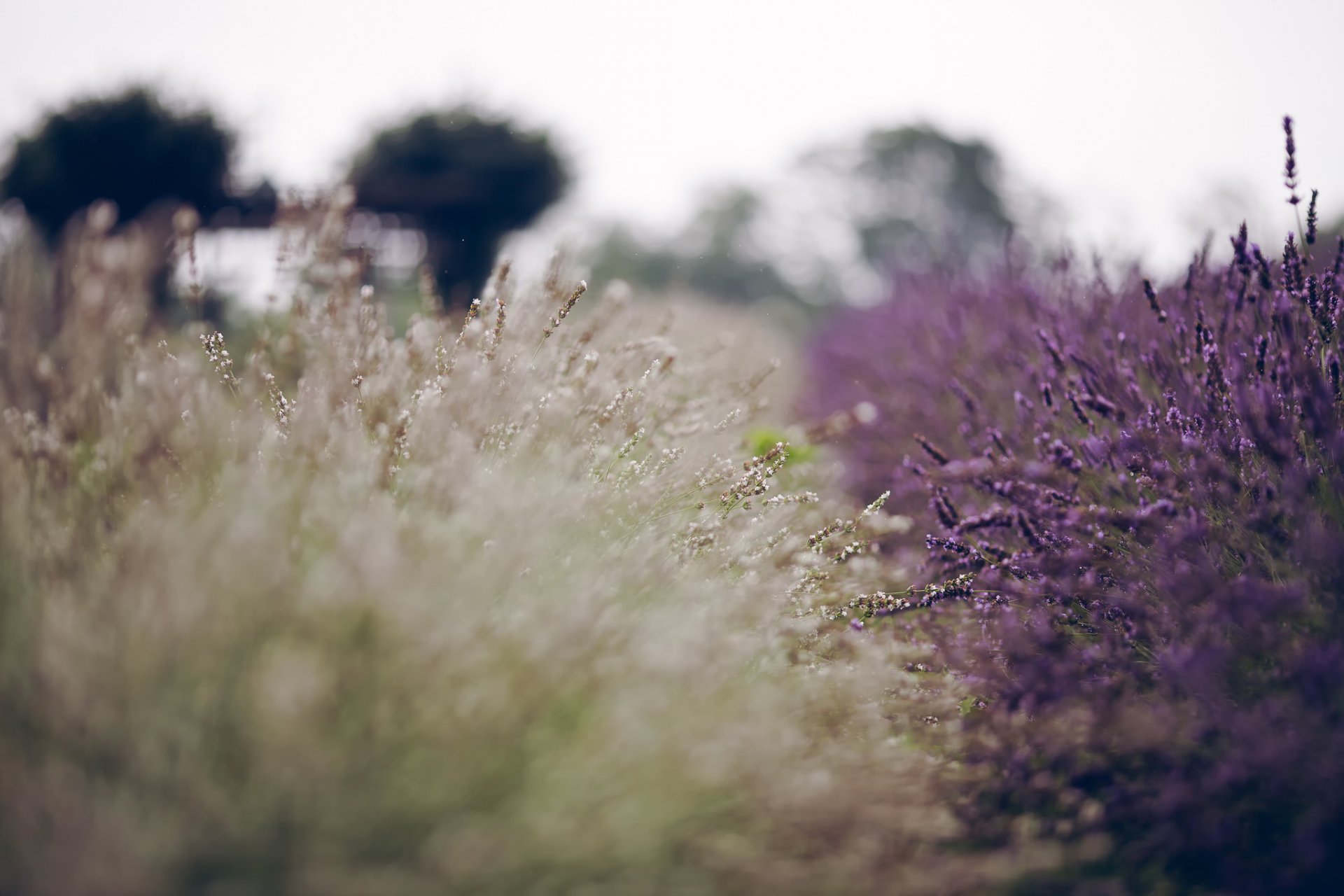 lavande fleurs été