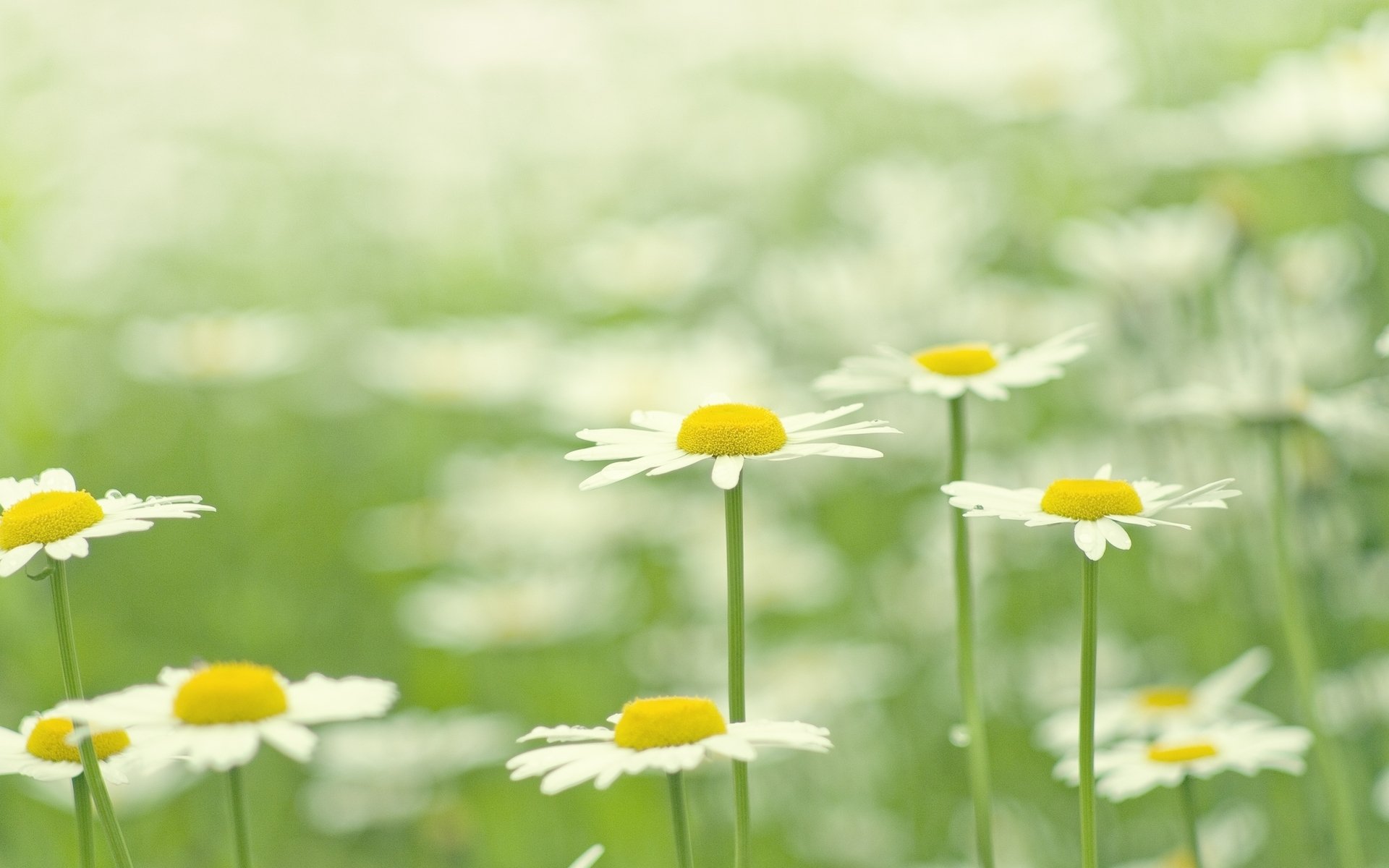 flowers flower flowers chamomile daisies white blur grass greenery background wallpaper widescreen fullscreen widescreen widescreen