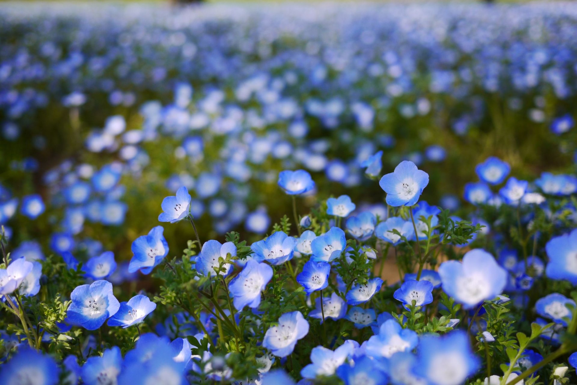 nemophila fleurs bleu pétales champ bokeh flou