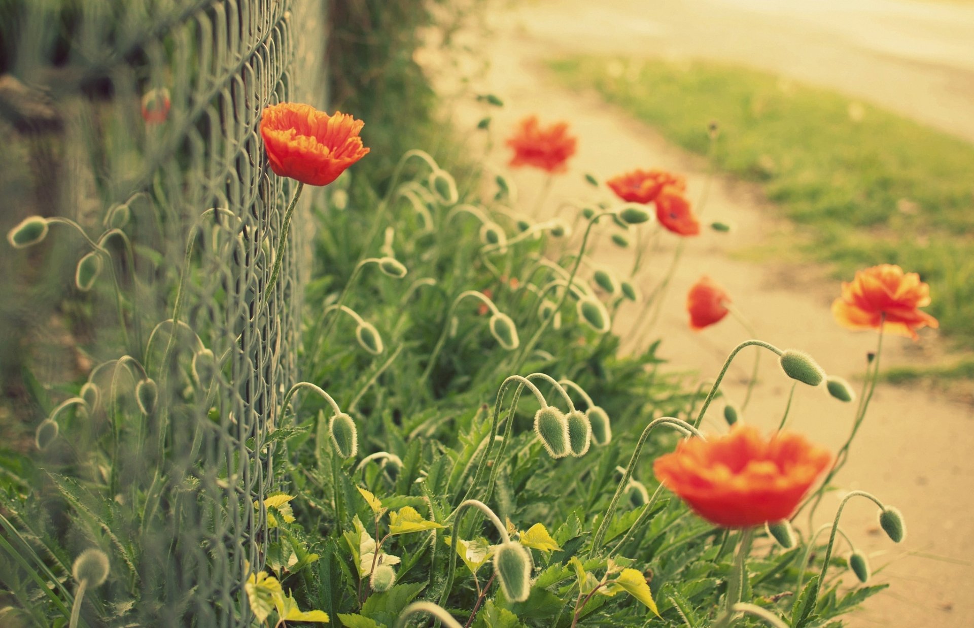 blumen blume mohn rot grün gitter zaun zaun zaun makro unschärfe hintergrund tapete widescreen vollbild widescreen widescreen