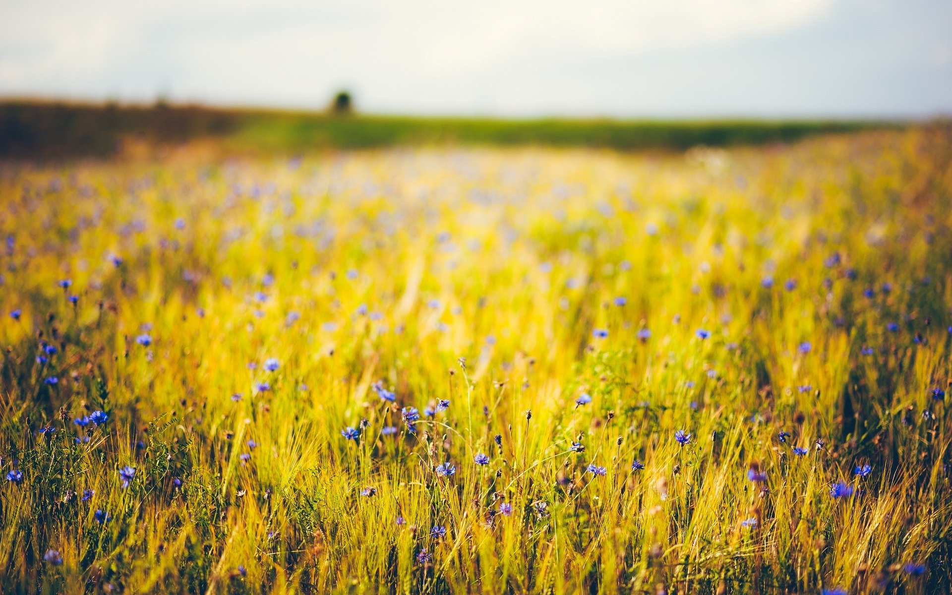 flowers flowers flower blue purple wheat rye ears spikelets. field background wallpaper widescreen fullscreen widescreen widescreen