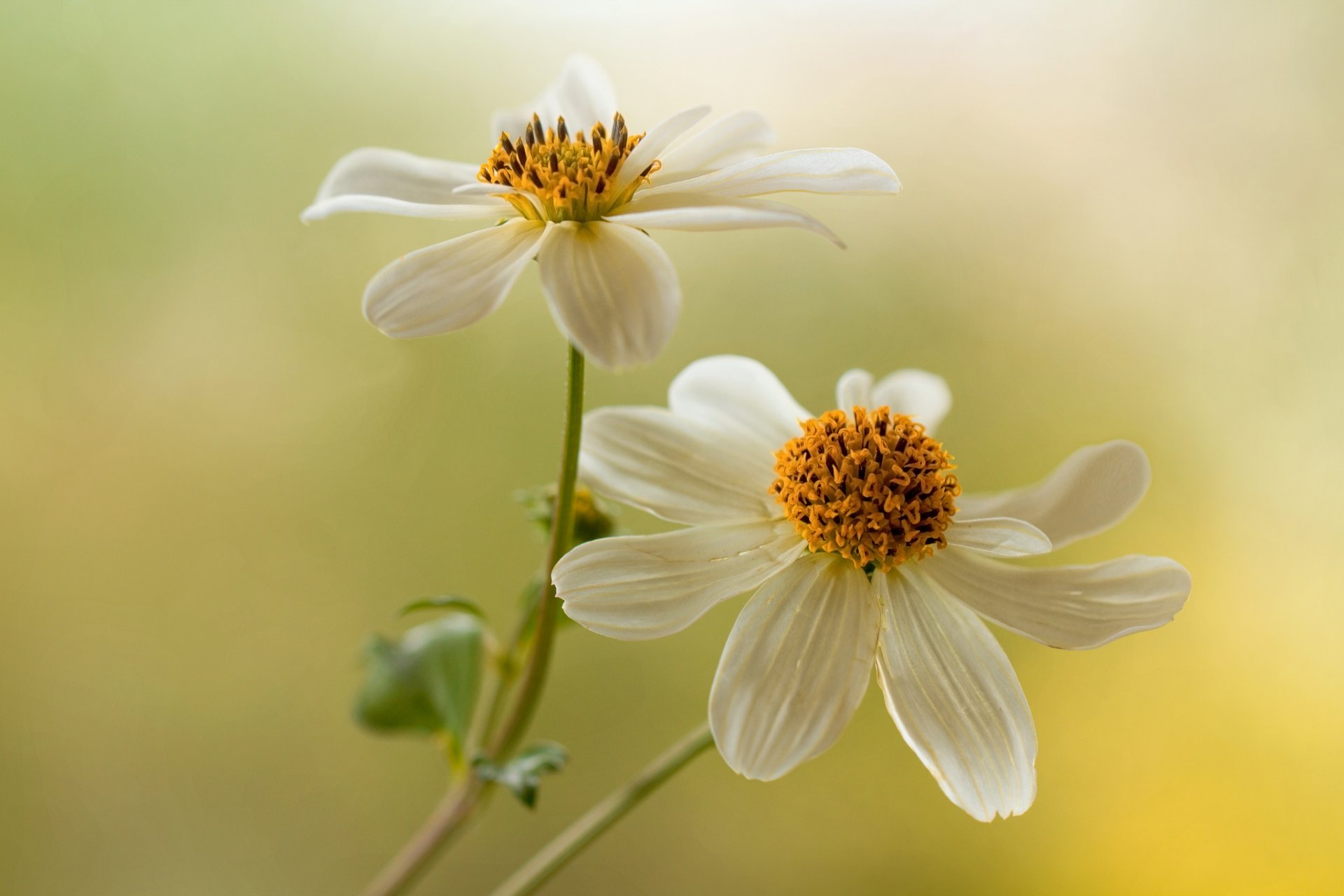 fleurs blanc dahlias fond