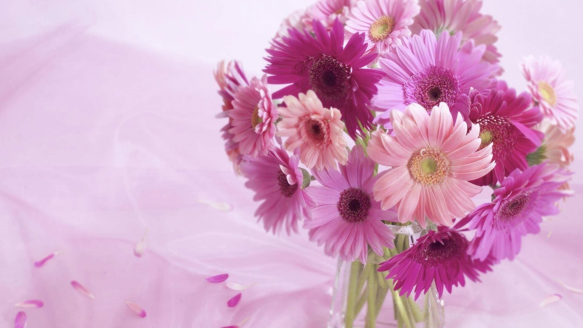 blumen gerbera hintergrund rosa