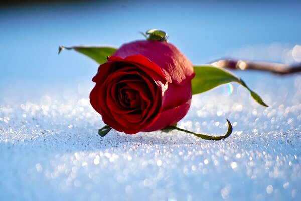 Red rose in the snow