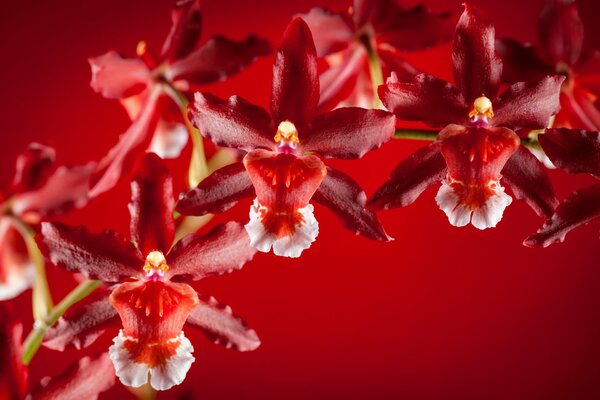 Orchidée exotique sur fond rouge