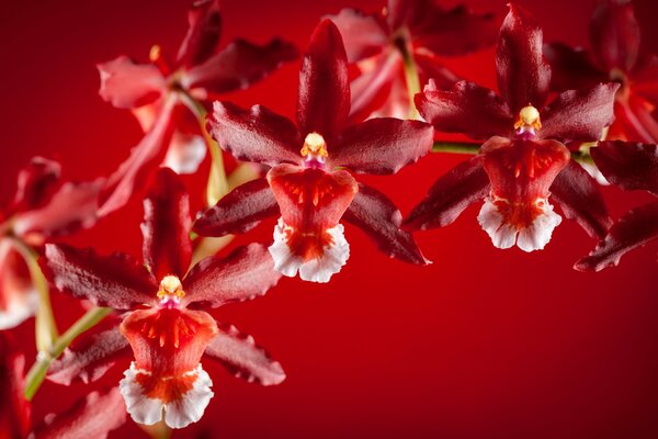 Egzotyczna Orchidea na czerwonym tle