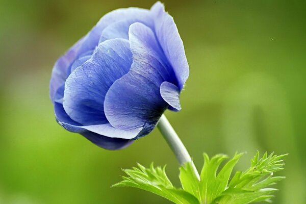 A soft blue flower is visible on the green background of the grass