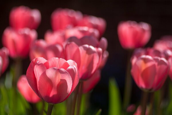 Los tulipanes rosados despiertan en primavera