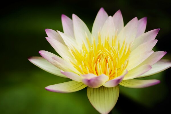 White water lily with pink tips on the petals and a yellow heart