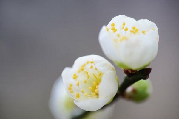 I fiori sbocciano su un ramo all inizio della primavera