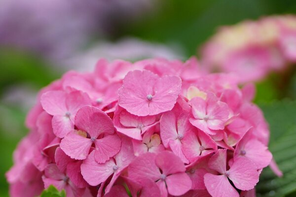 Dew drops froze on the Hydrangea inflorescence