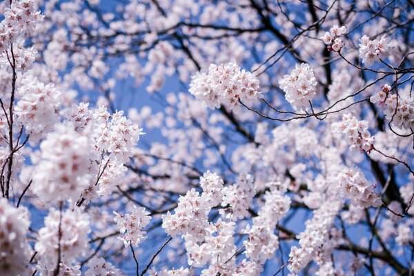 Blühende Sakura auf einem blauen Himmelshintergrund