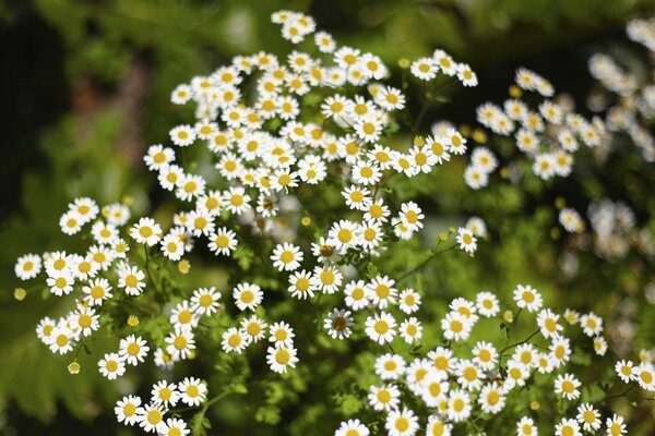 Chamomile flowers on a blurry green background