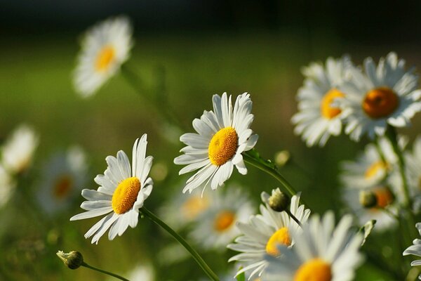 Belles marguerites sur fond de fines herbes