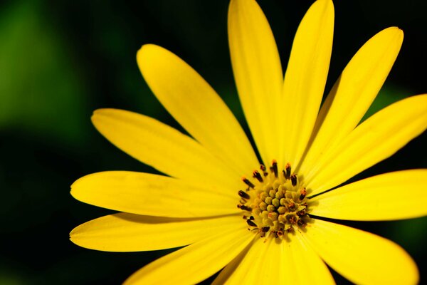 Fond d écran Widescreen fleur avec des pétales jaunes