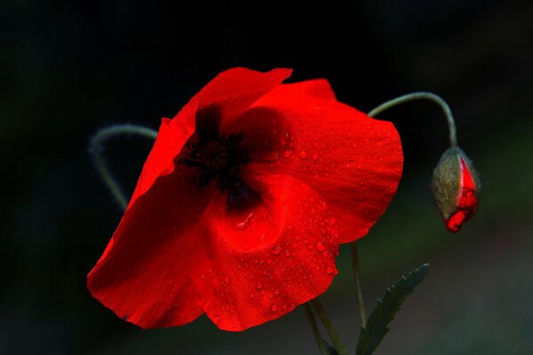 Coquelicot rouge avec des gouttes de rosée sur fond sombre