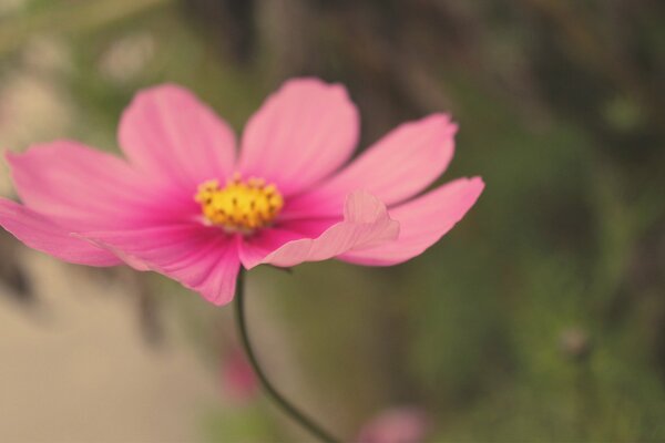 Wildflower cosmea , macro blur