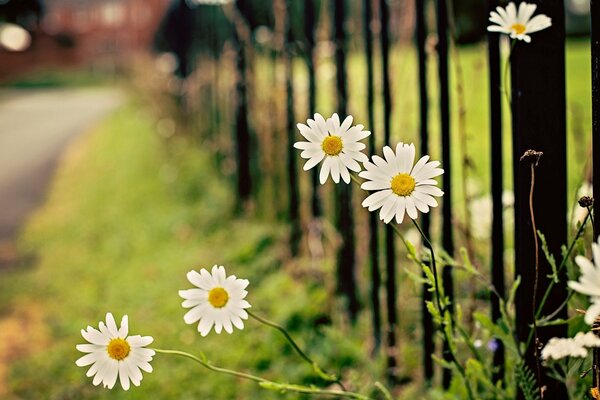 Field daisies grow on the fence