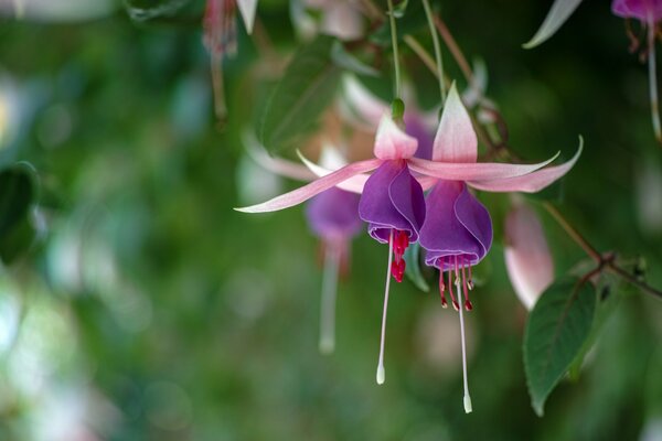 Fuchsia bloomed with beautiful flowers