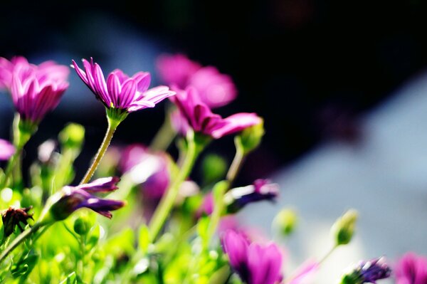 Фиолетовые цветы с зелеными стеблями