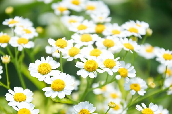 Daisies daisies, beautiful flowers!