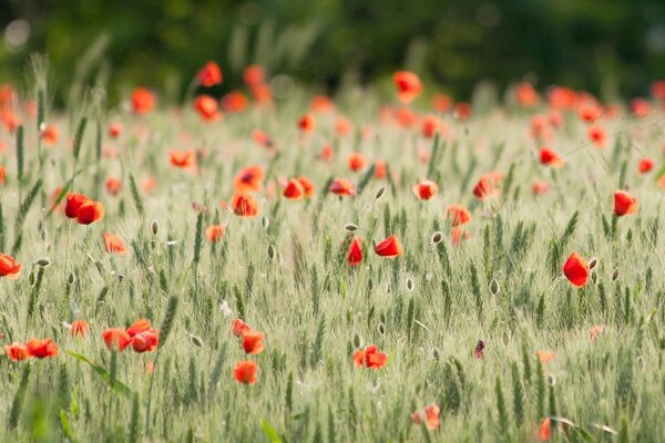 July scarlet poppies in rye