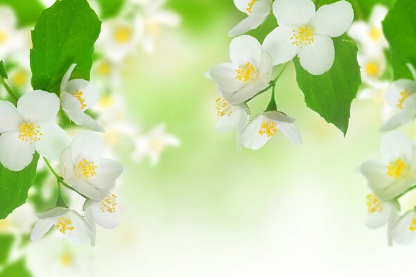 Blooming jasmine branches in summer