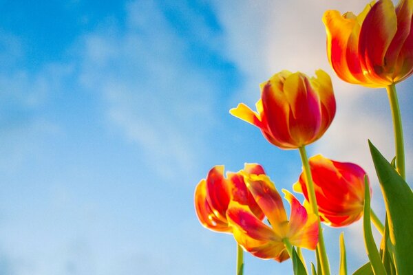 Tulip flowers on a blue sky background