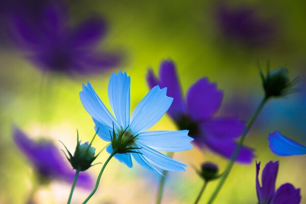 Flores azules y púrpuras estado de ánimo de verano