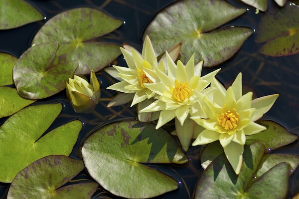 Водяные желтые лилии с листьями на воде