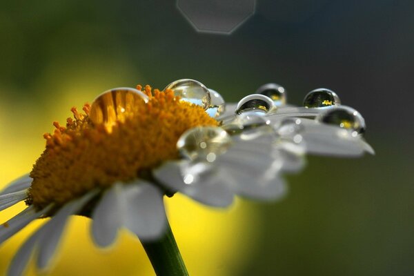 Dew drops on chamomile macro