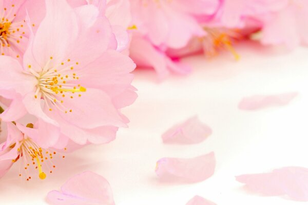 Apple pink color on the table