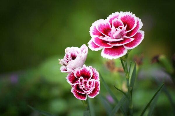 Meraviglioso fiore rosa con bordo bianco