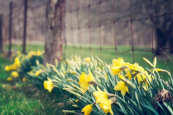 Yellow daffodils sit shyly under the fence. The flowers are well suited for the background