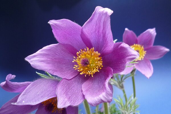 Rosa Traum-Gras schoss Makrofoto