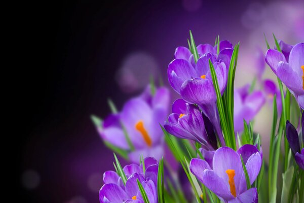 Lilac crocus on a green background