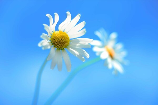 Paire de marguerites sur fond bleu