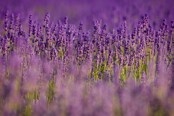 Lichtung von kräftigem Lila, Blumen sind ein Rätsel