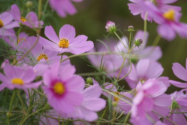 Cosmeas Rosadas en flor