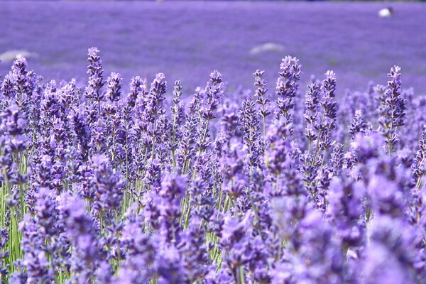 Feld mit Lavendel am frühen Morgen