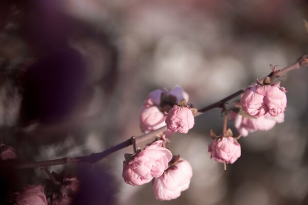 Soft pink flowers on a branch