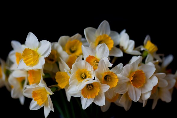 Hermosos narcisos sobre fondo negro