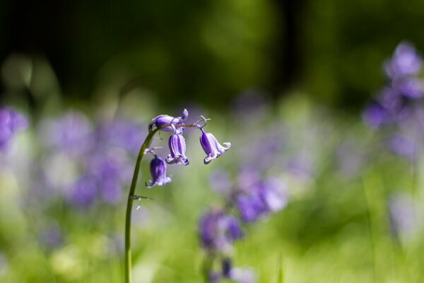 Lilac bells. Blurring, macro picture