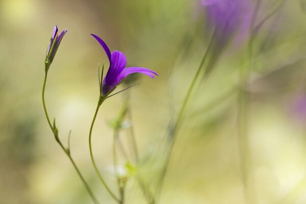 Fleur solitaire dans le champ