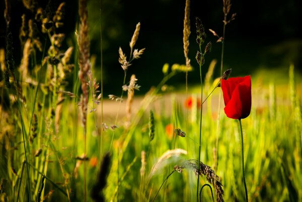 Hermosa naturaleza con flor roja