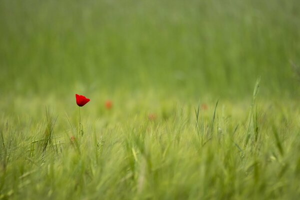 Einsamer roter Mohn im Feld