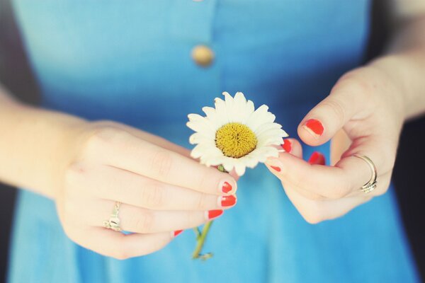 Daisy in the hands of a girl in a blue dress