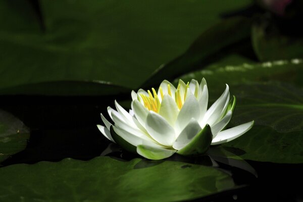 Magnifiquement pétales de nénuphar sur l eau