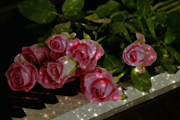 Rosebuds of pink roses on the keys