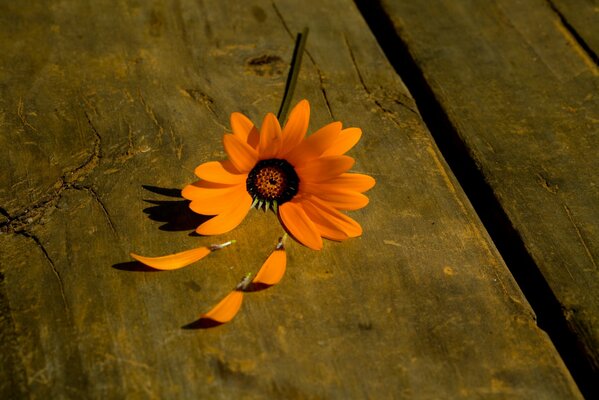 Delicate orange chamomile on a skomeika